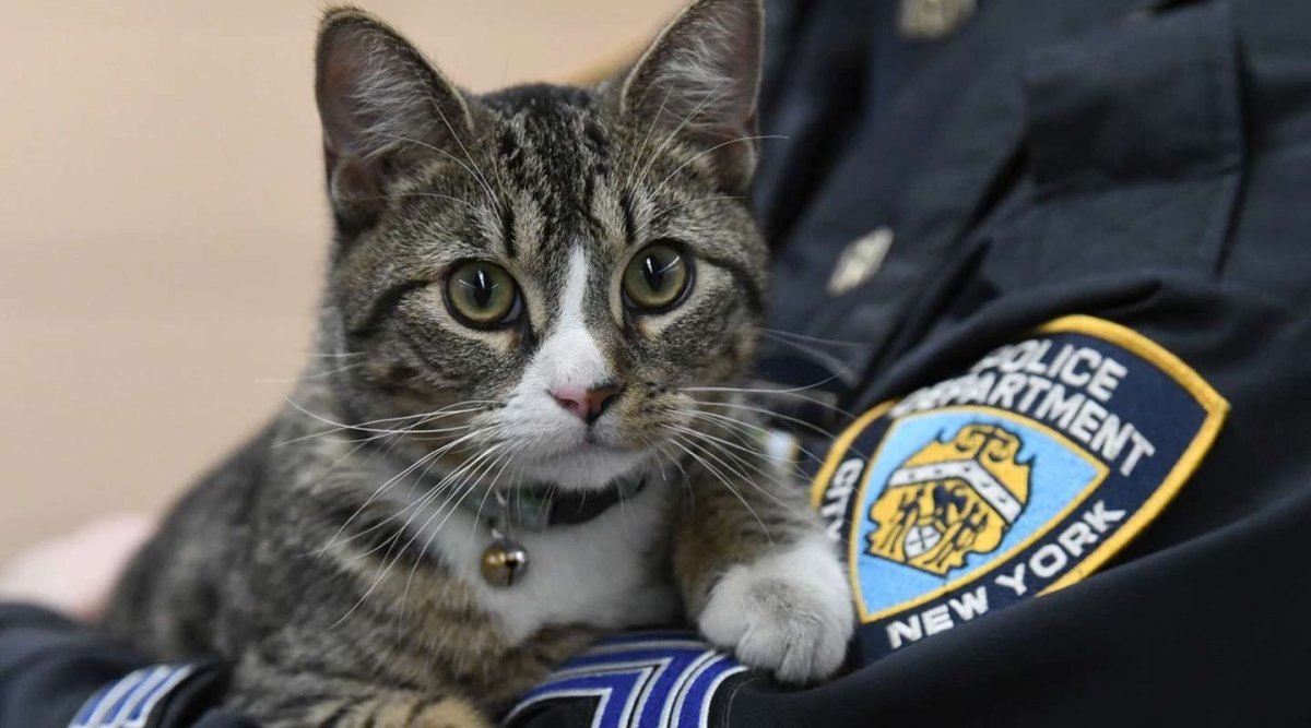 Кошка полицейский