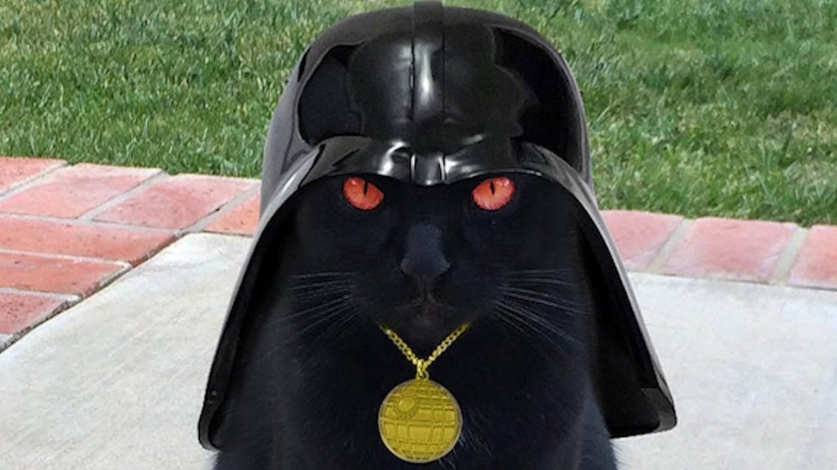Кот ДАРТВЕЙ Дарт Вейдер