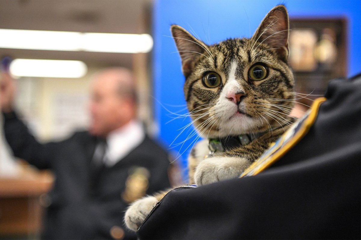 Полиция кошка