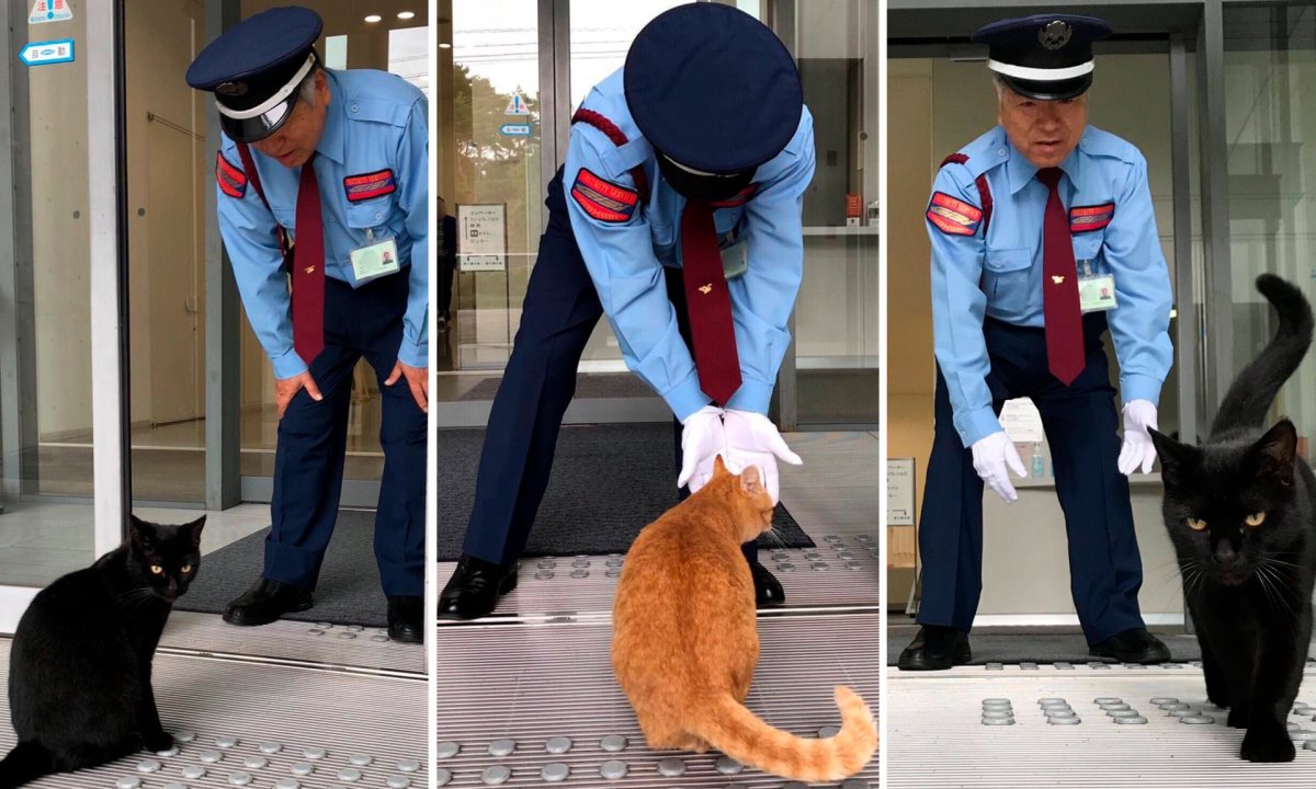 Кот Кен Чан