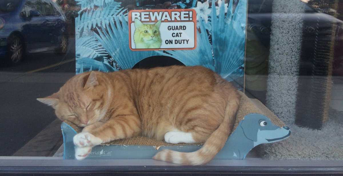 Кошка охраняет дом