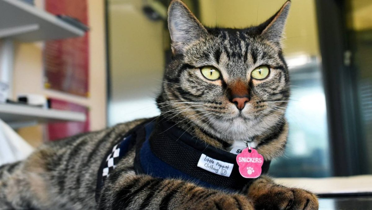 Кошачья охрана