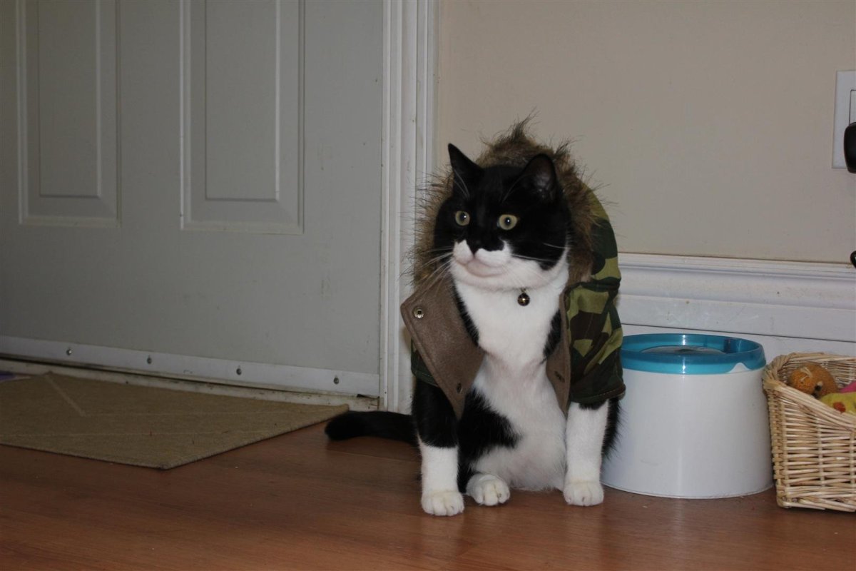 Кошка охраняет