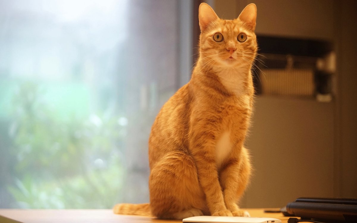 Рыжий кот сидит