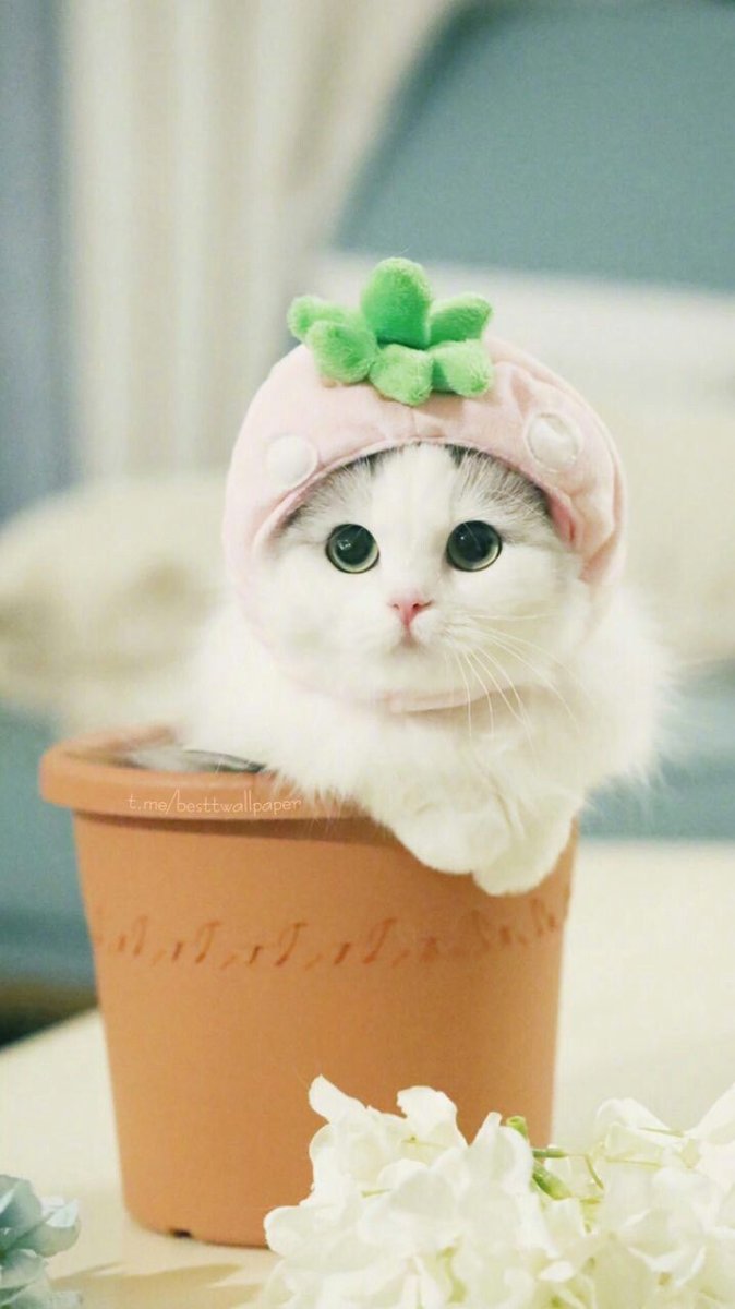 Милые котики