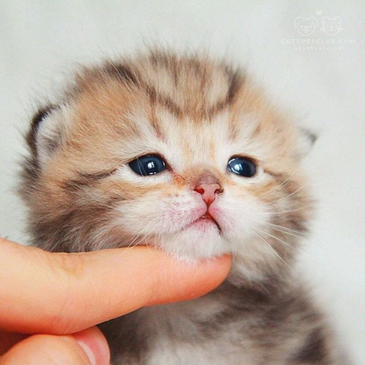 Милые Карликовые котята