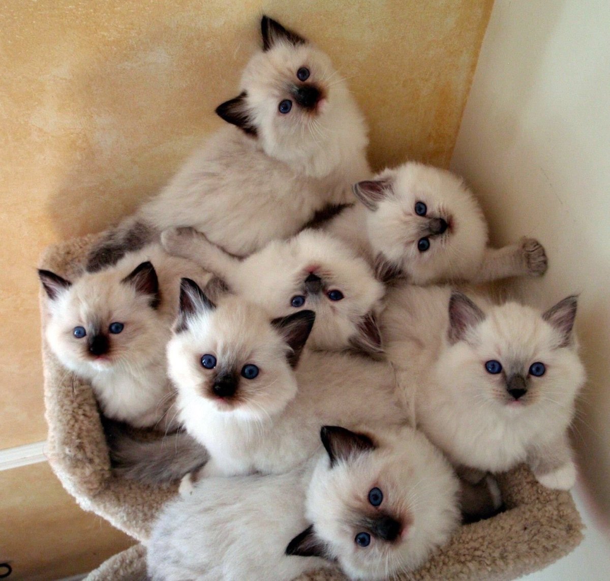 Милые котики