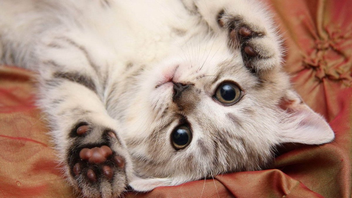 Милые котики