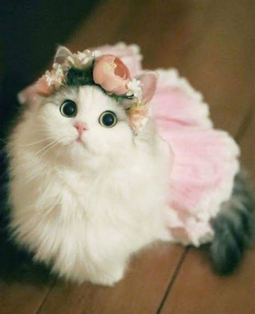 Милая кошка