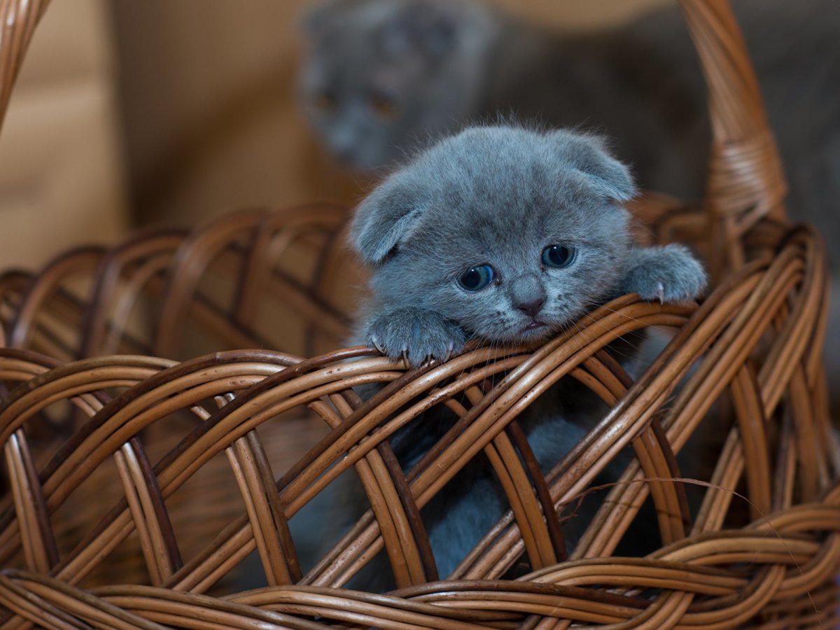 Британский вислоухий кот