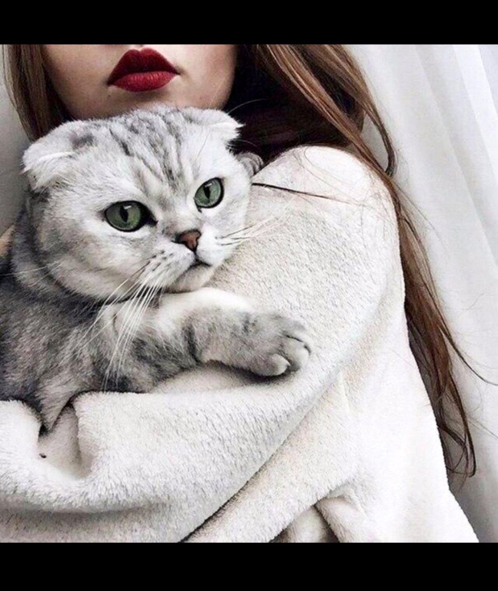 Девушка с британским котом