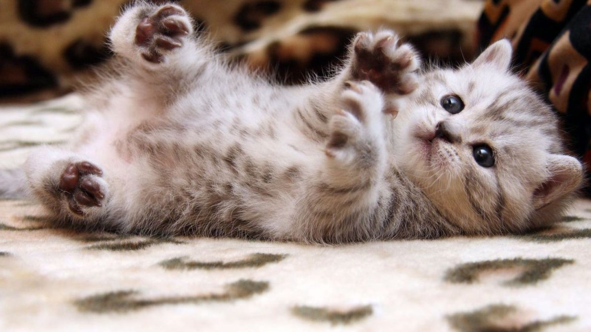 Милые котята