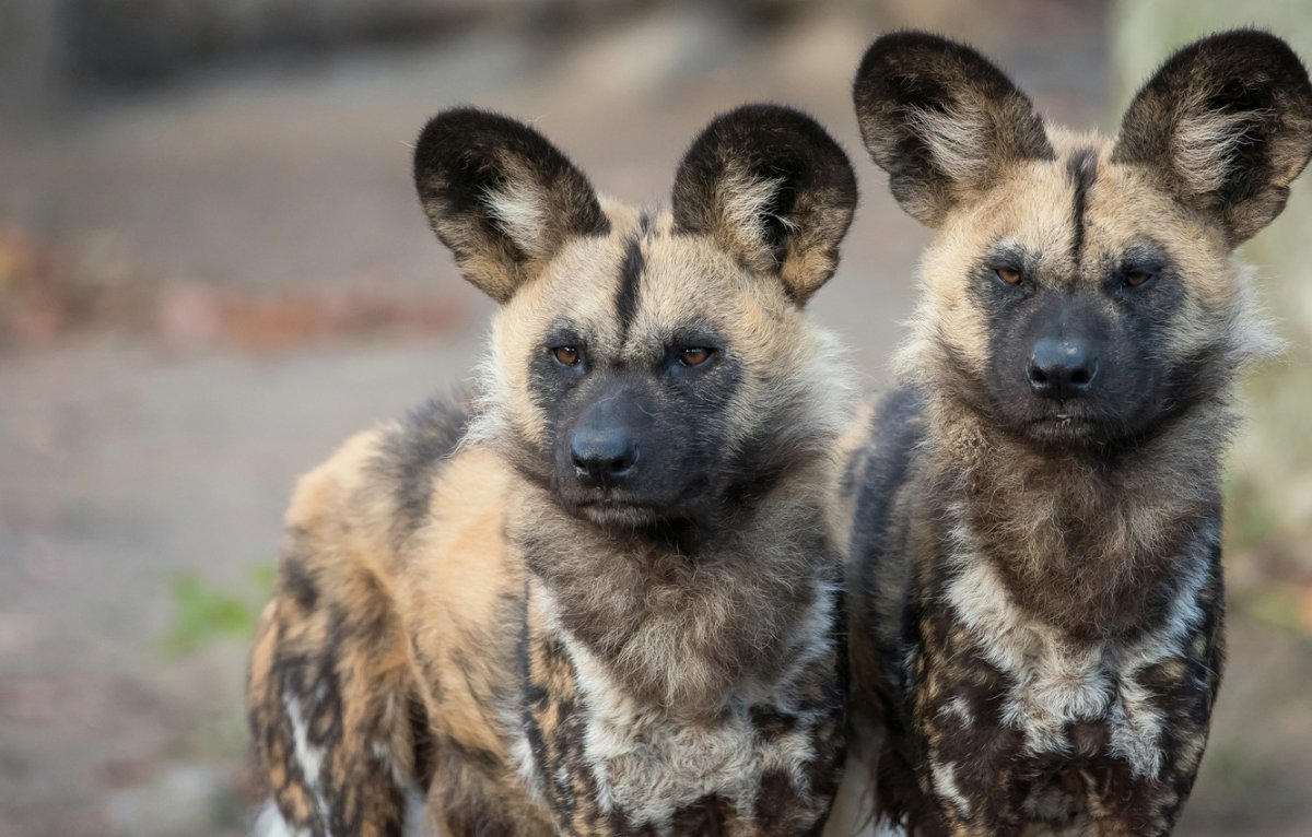 Койот купить щенка