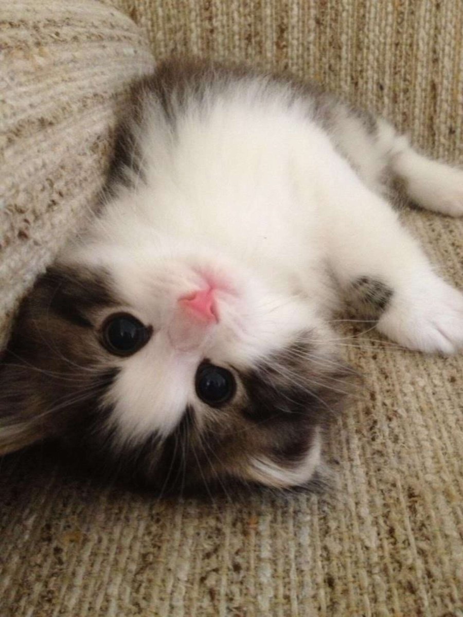 Котята милые и пушистые