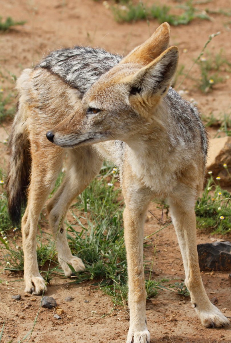 Канис Волкорожденный