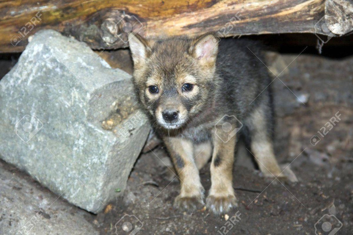Шакал обыкновенный щенок