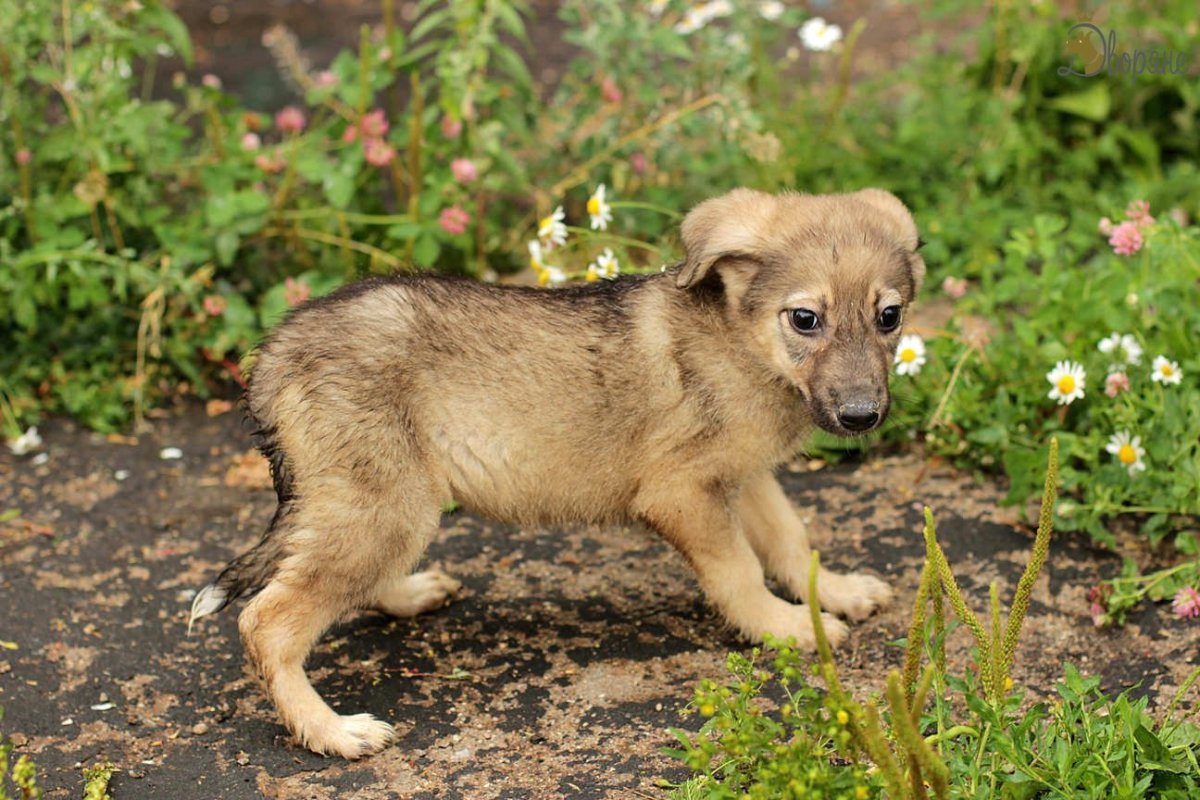 Южноафриканская лисица