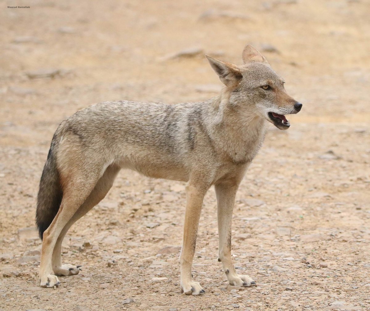 Чепрачный Шакал щенок