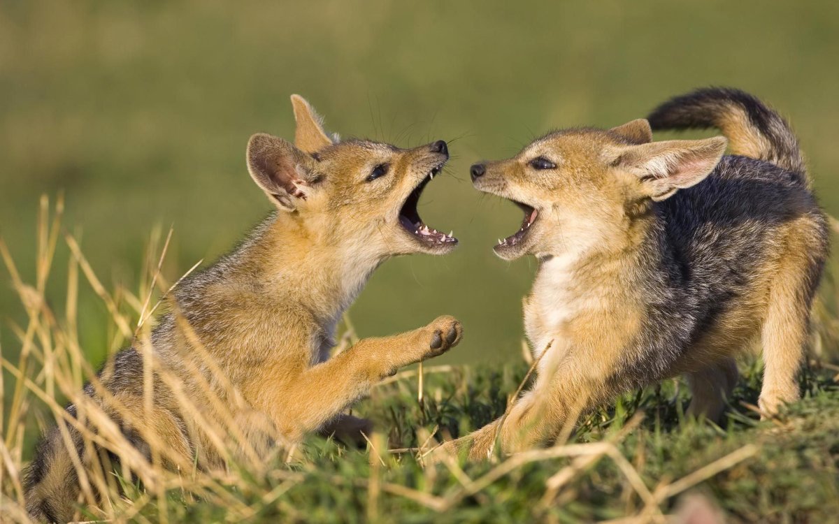 Фото маленьких щенков шакалов