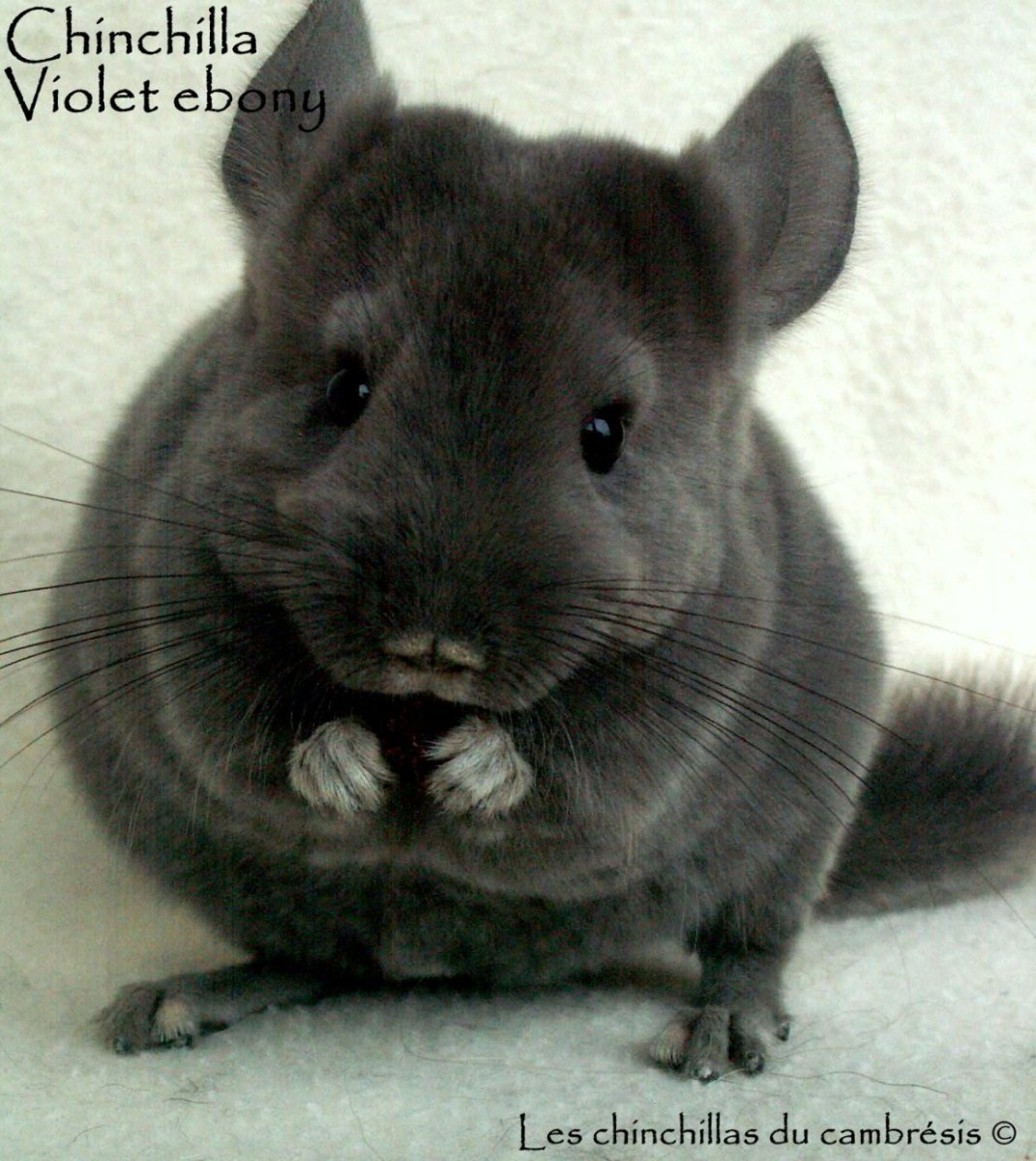 Шиншилла Чаркоал