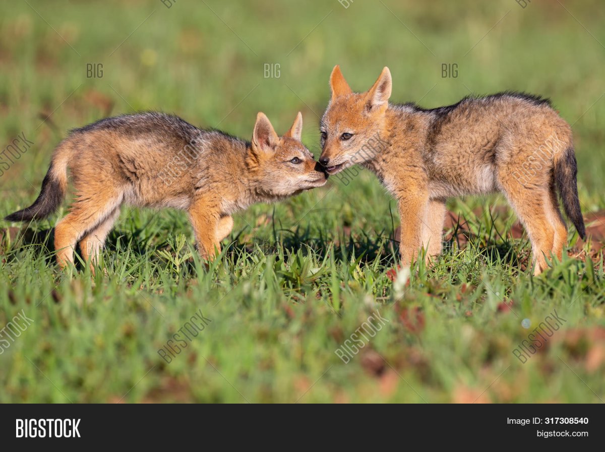 Шакал млекопитающее