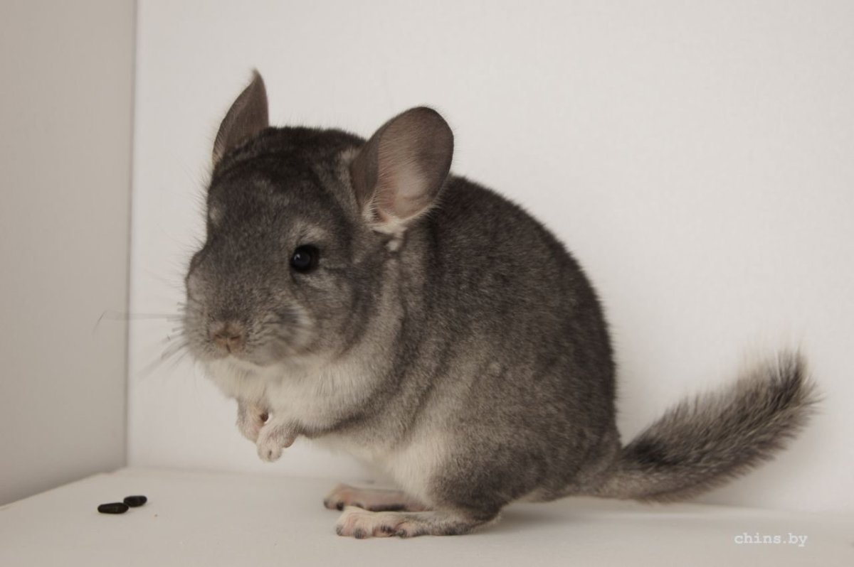 Смешные шиншиллы