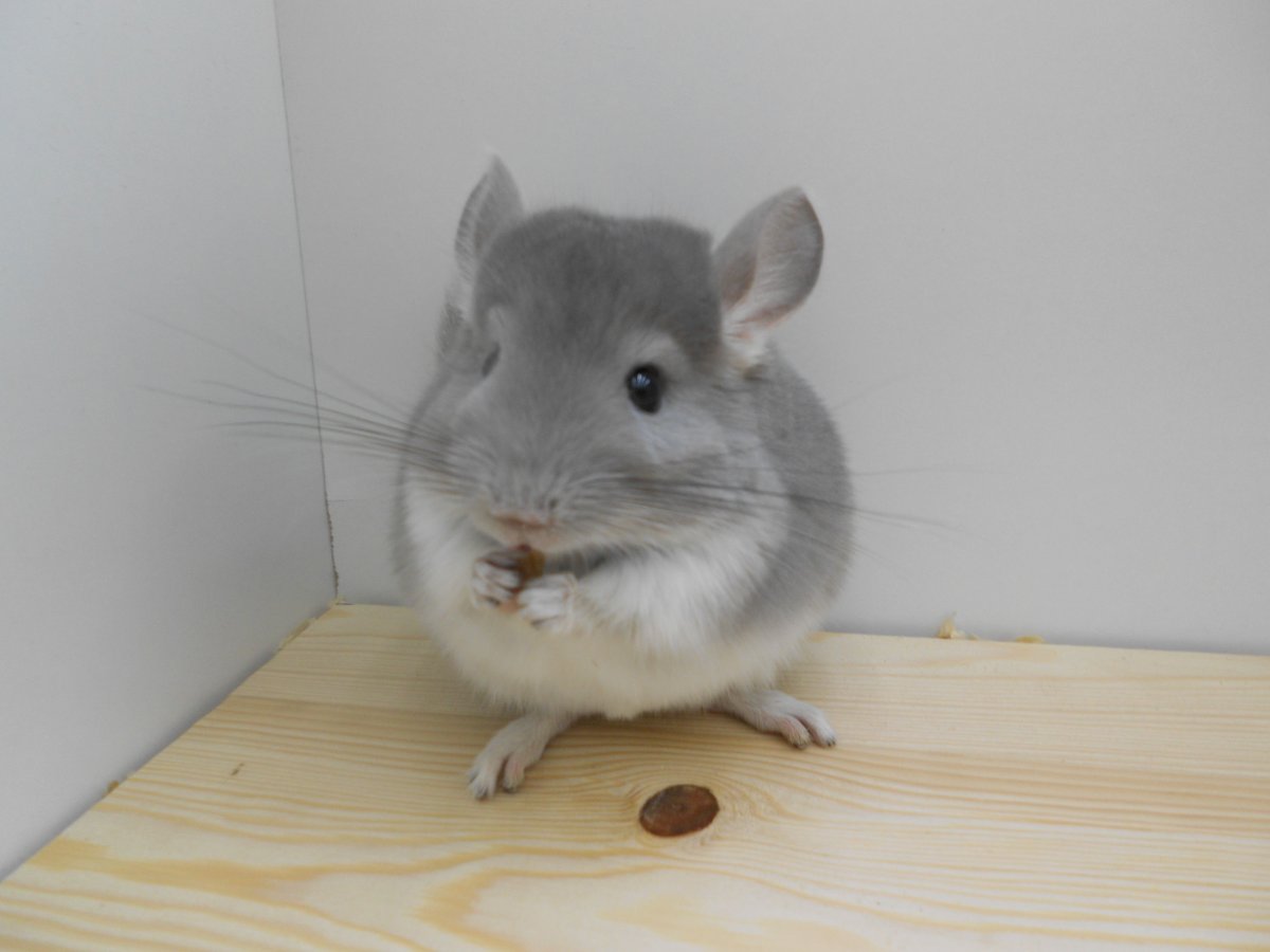 Шиншилла палевого цвета