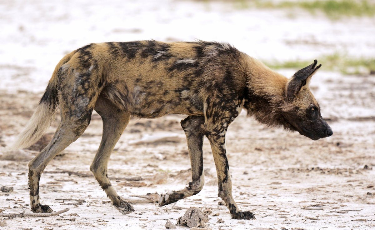 Семейство Шакаловых