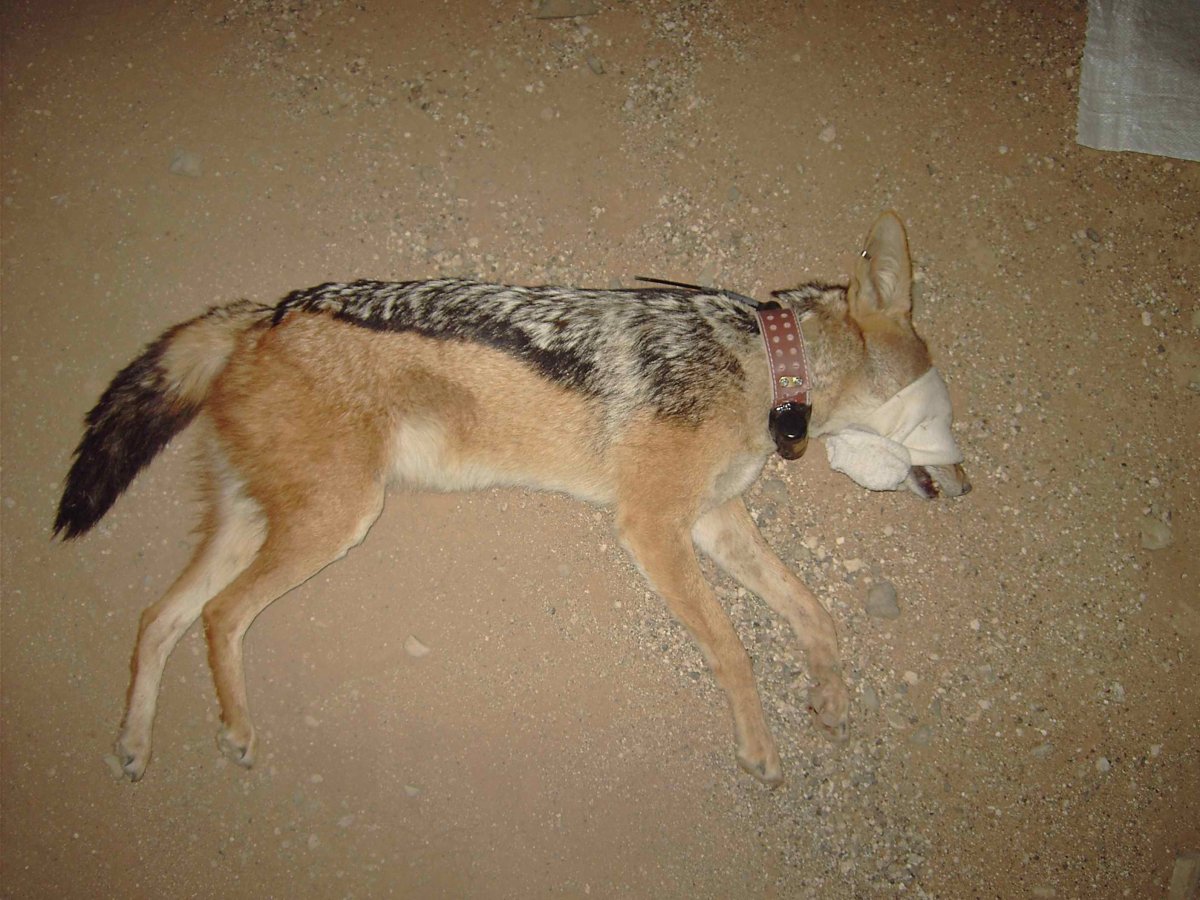 Собака Шакал