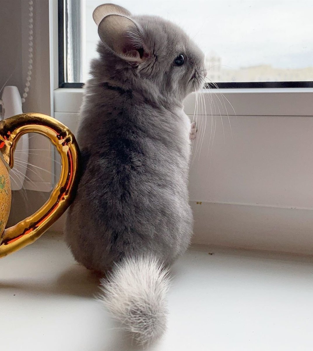 Австралийская шиншилла