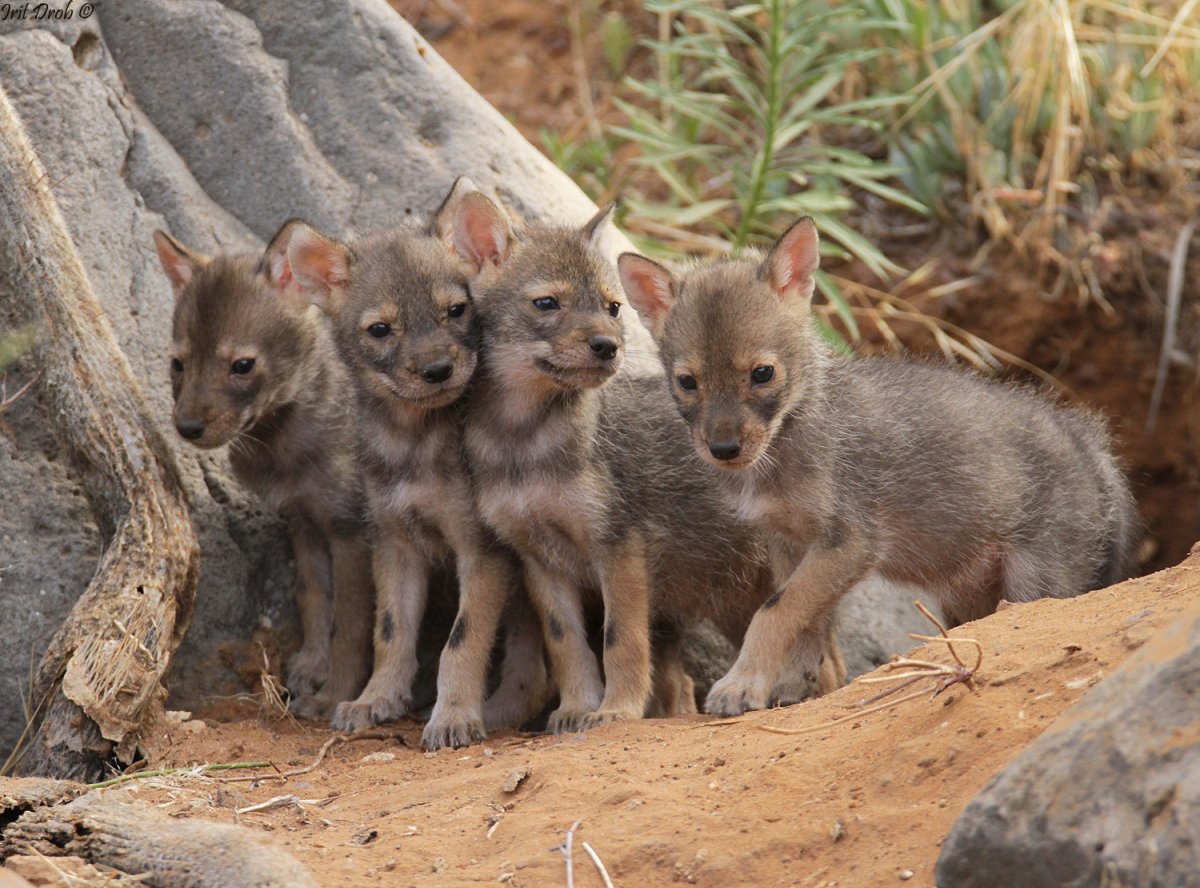 Шакал обыкновенный щенок