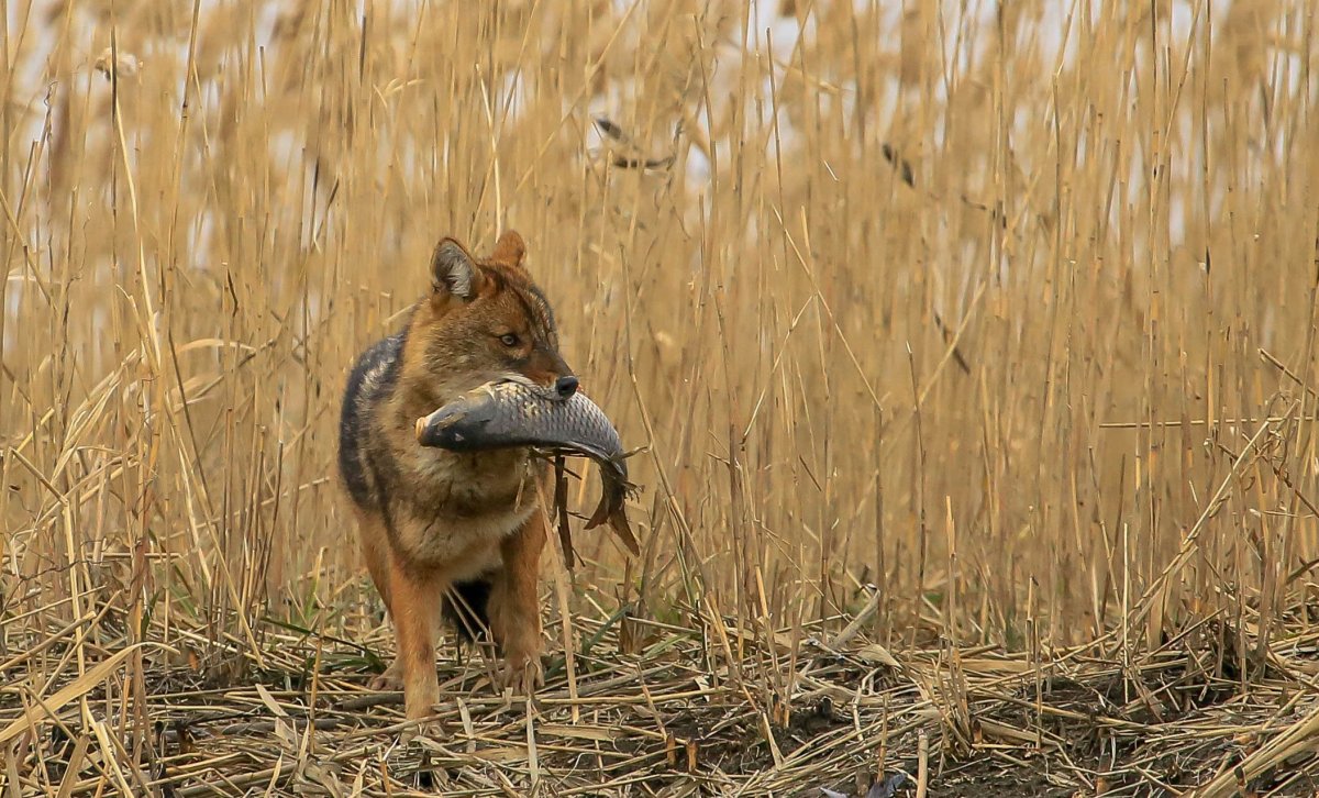 Гривастая гиена
