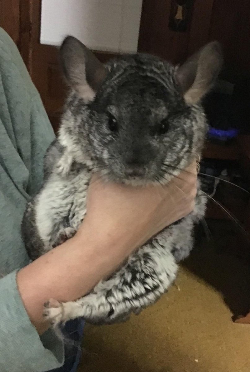 Мини шиншилла