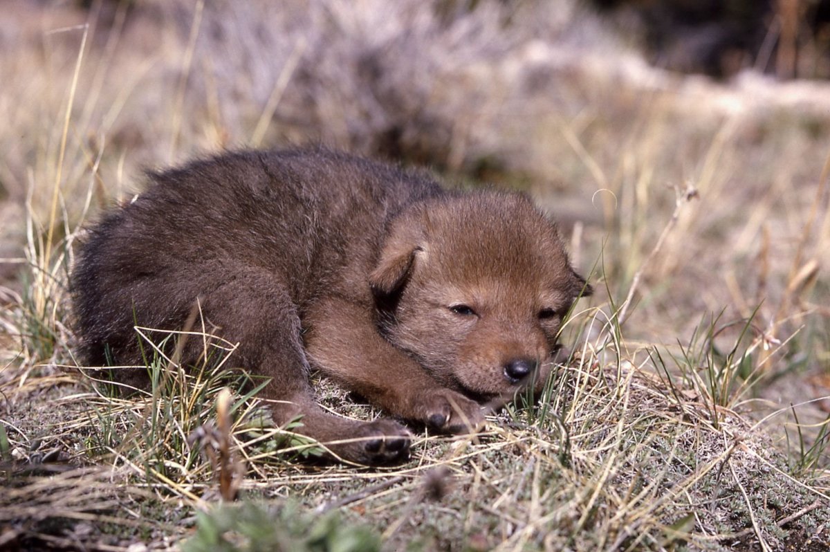 Щенок шакала