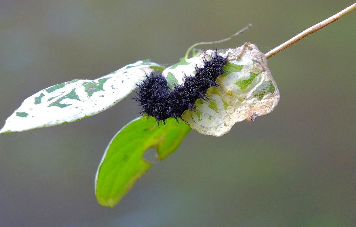 Особенность развития насекомого моль