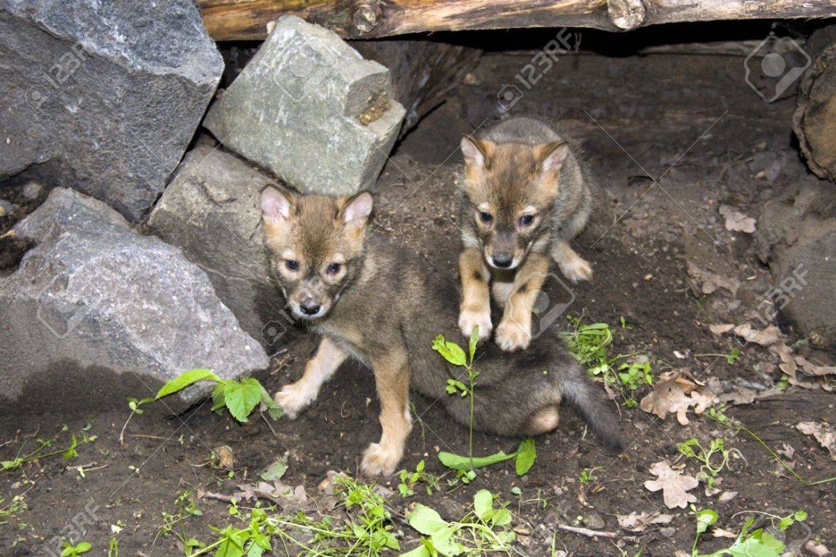 Псовая гиена