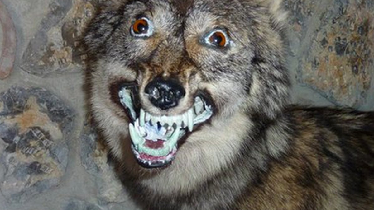 Дикий Шакал