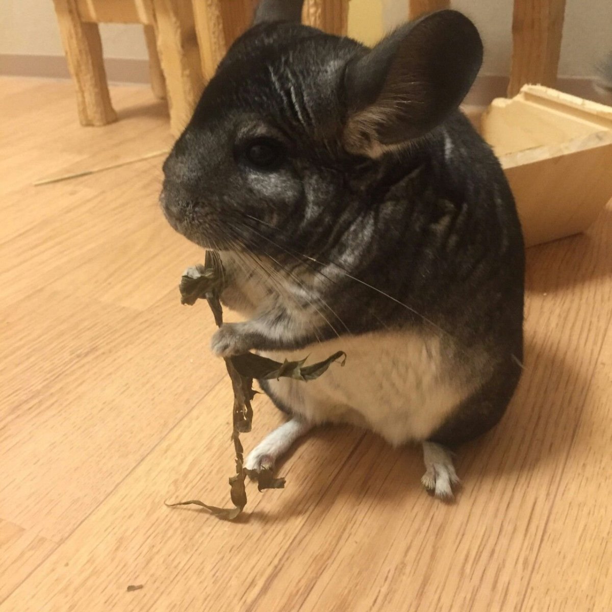 Шиншилла сфинкс