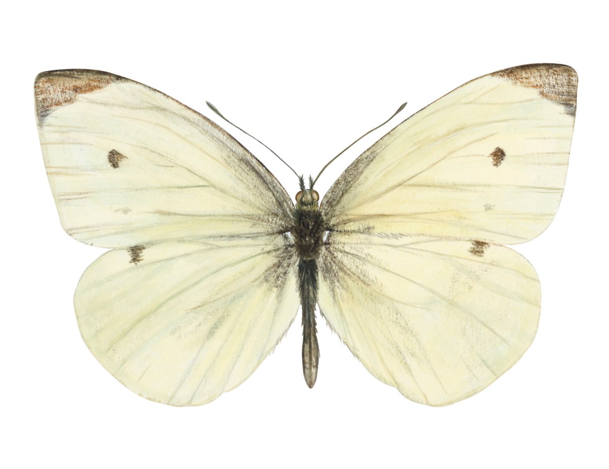 Белянка рапсовая