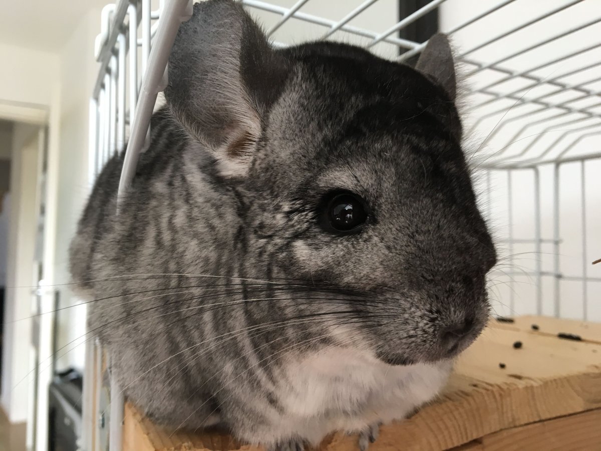 Мифические животные шиншиллы