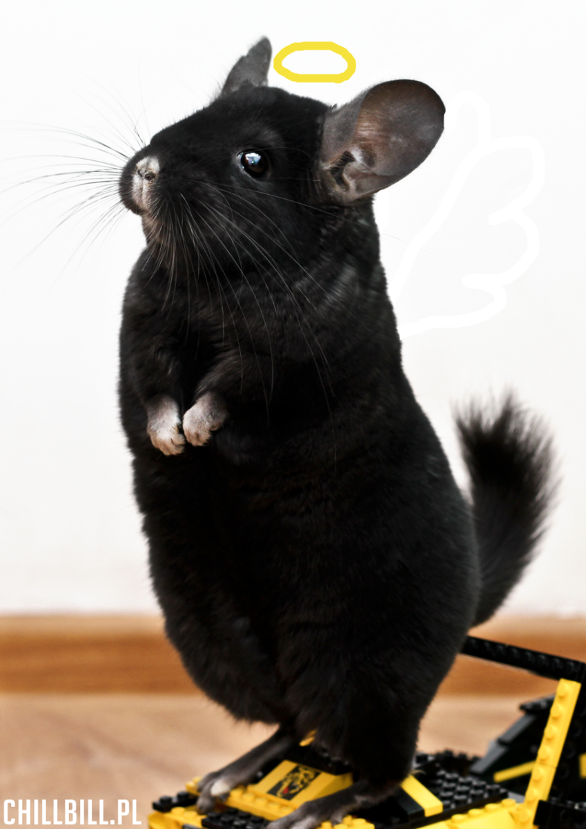 Шиншилла Мадагаскарская