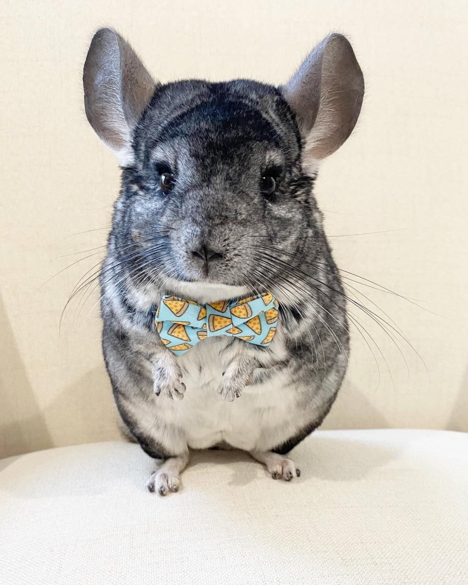 Шиншилла Гороховая