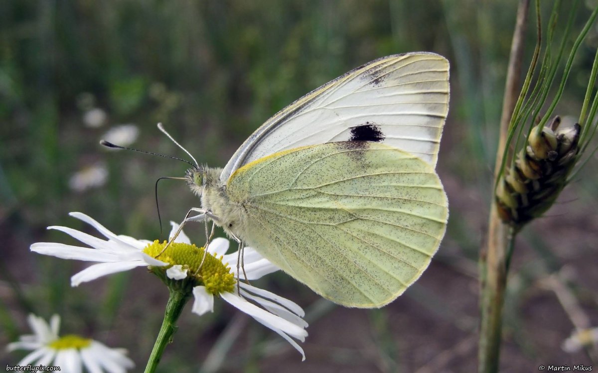 Катерпиллер гусеница зеленая