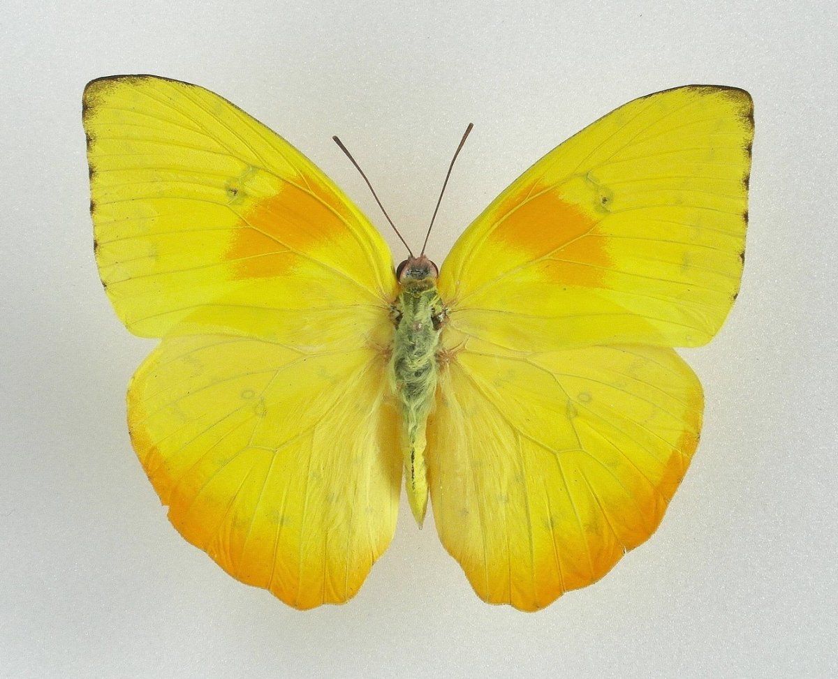 Кокон гусеницы