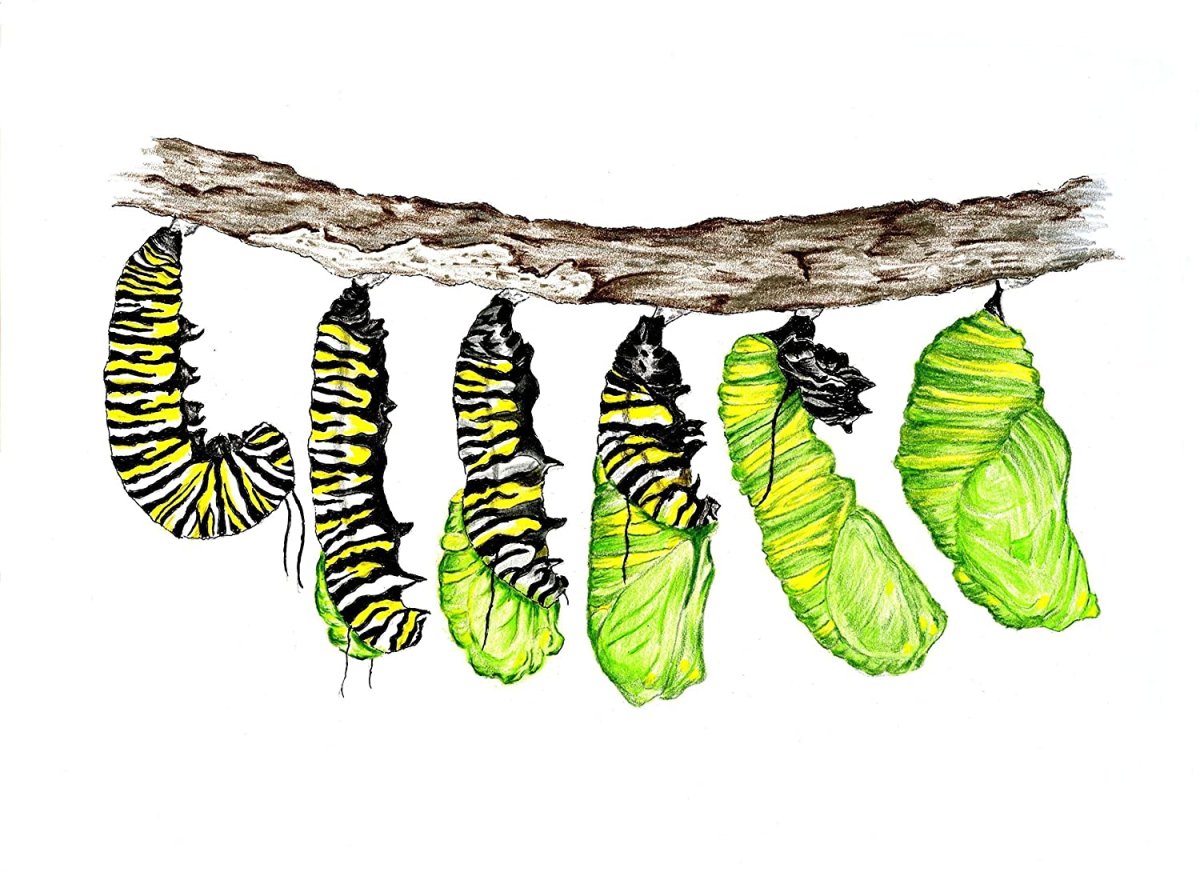 Биология развитие бабочки