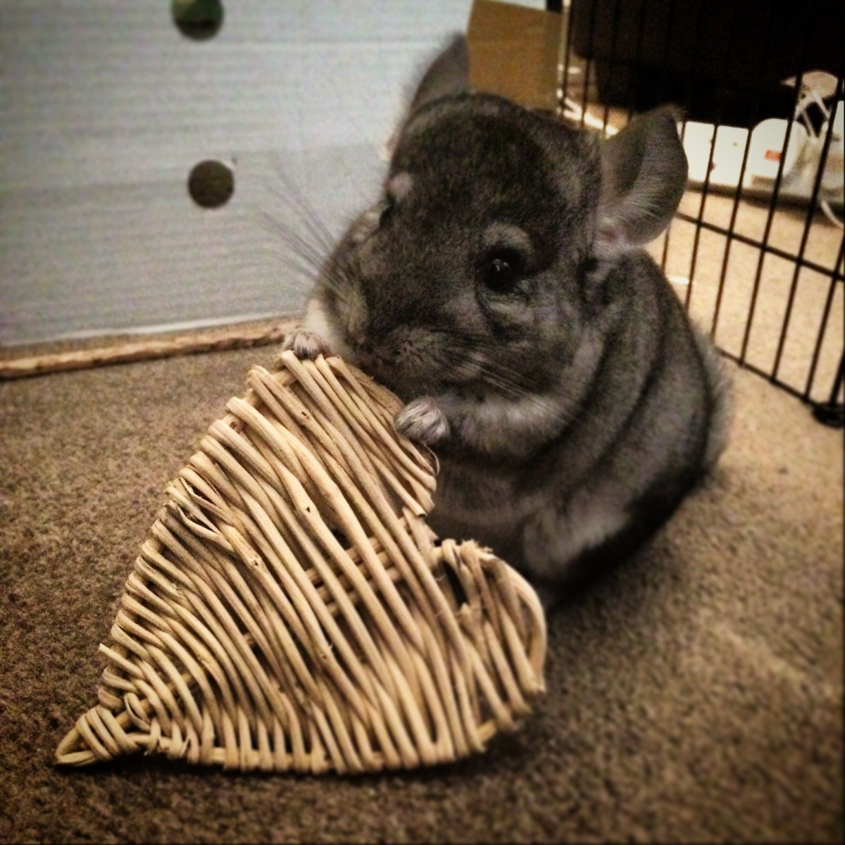 Короткохвостая шиншилла