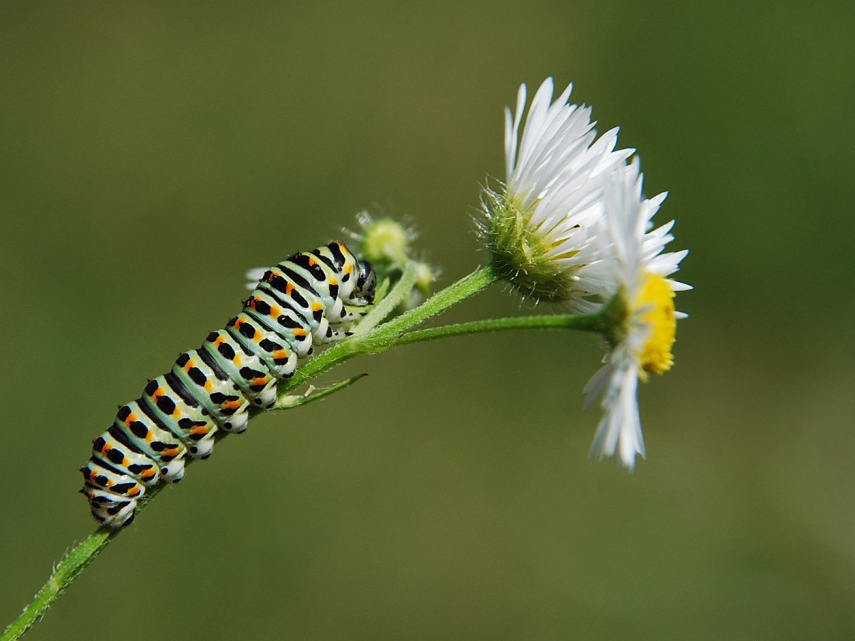 Кокон капустницы зелёный