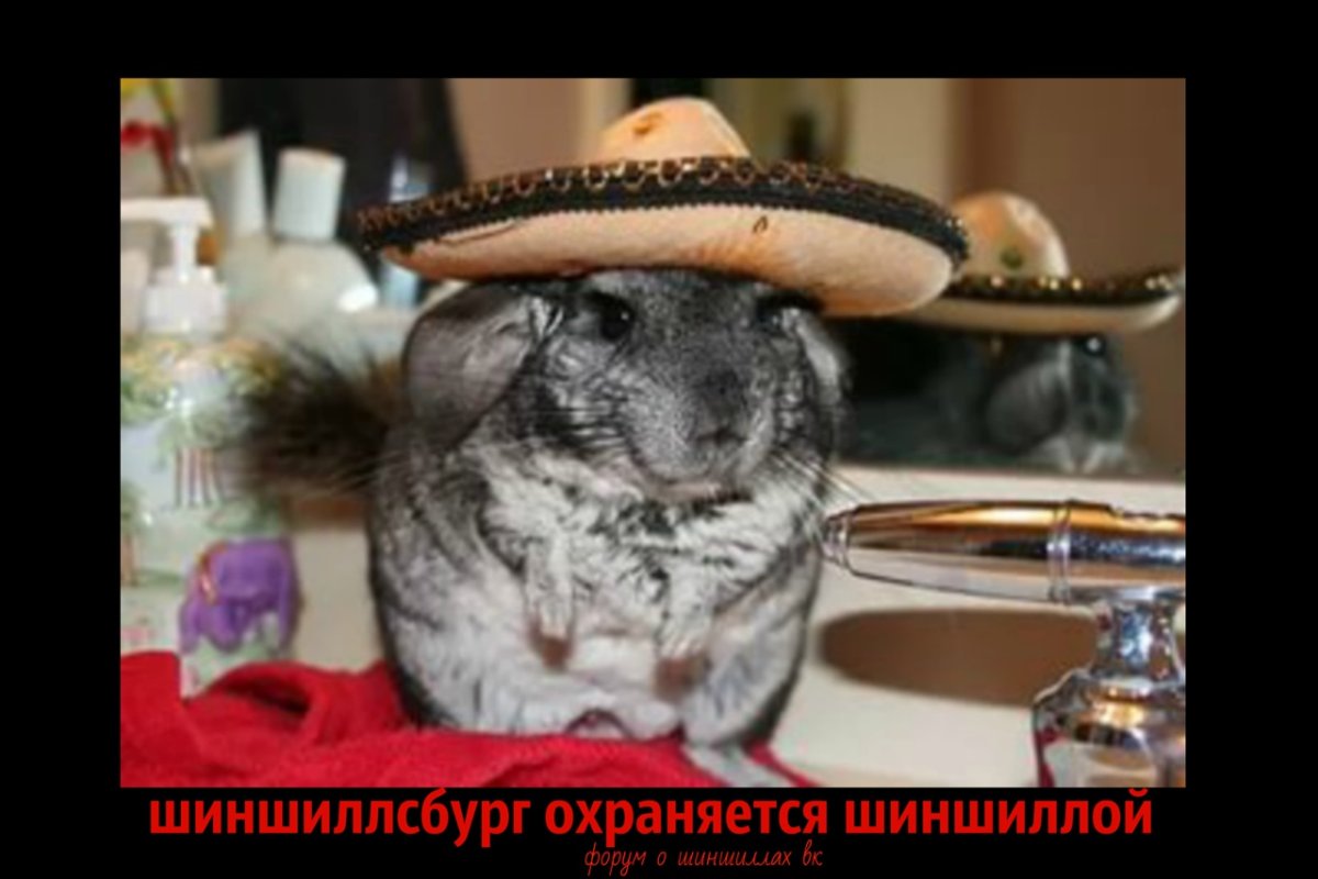 Шиншилла меховой стандарт