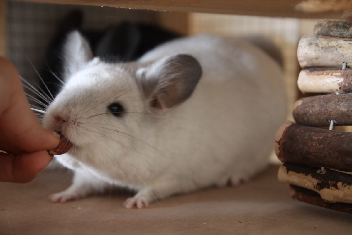 Домашние питомцы белка шиншилла