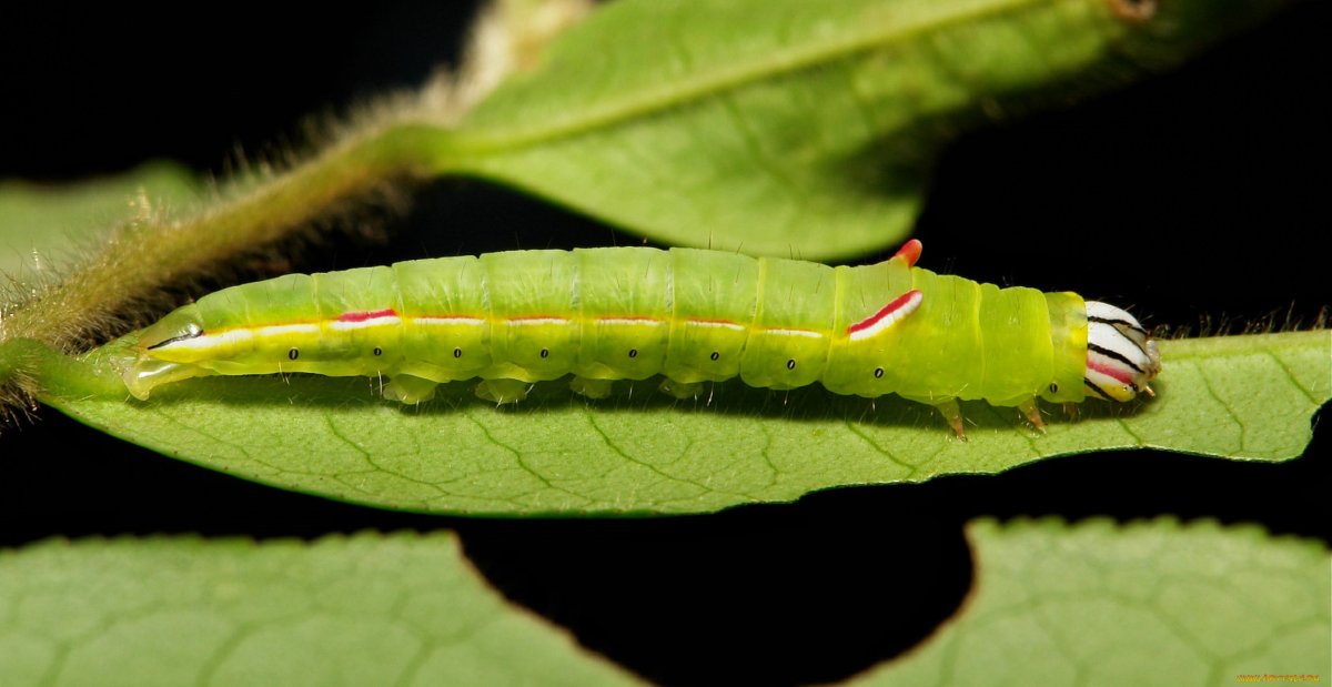 Лепидоптера гусеница